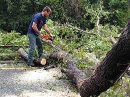 Trusted South Padre Island, TX Tree Services Experts
