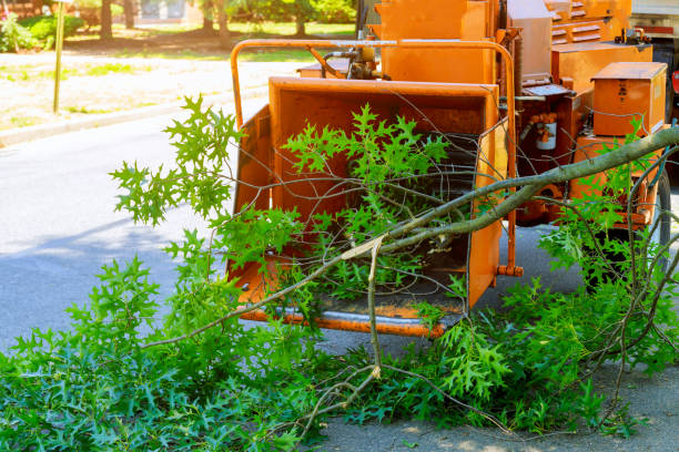Tree and Shrub Care in South Padre Island, TX