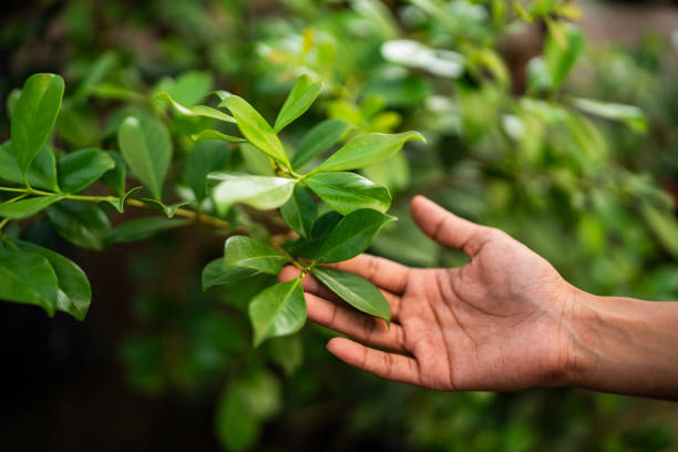 South Padre Island, TX Tree Services Company