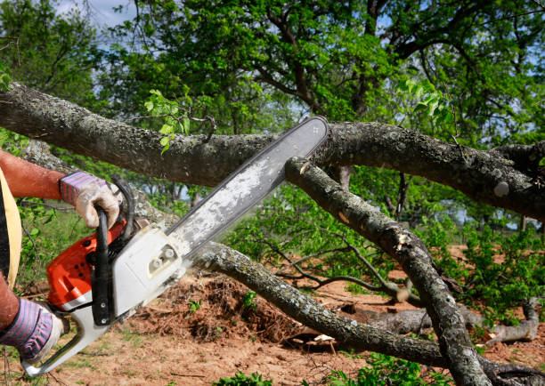 Best Lawn Grading and Leveling  in South Padre Island, TX