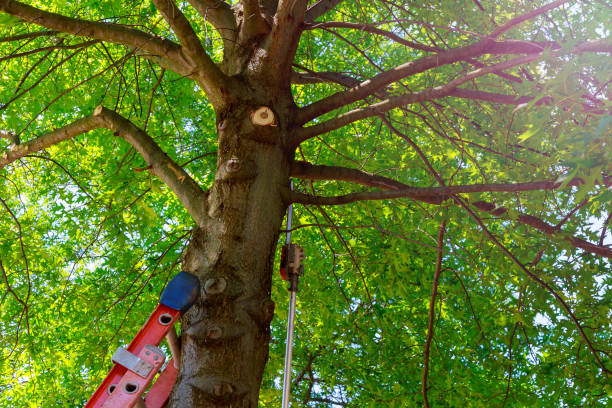 How Our Tree Care Process Works  in  South Padre Island, TX